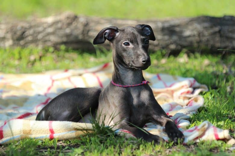 An Italian Greyhound dog laying on a blanket proudly
