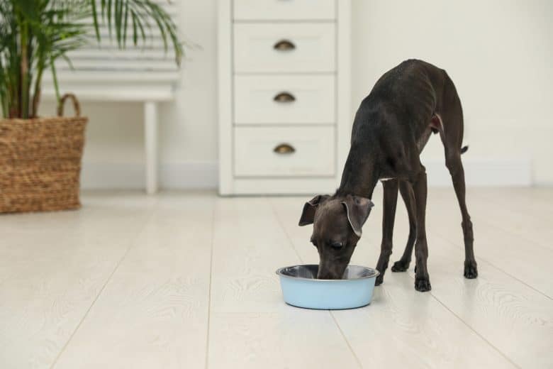 Italian Greyhound eating dog food in its dog bowl