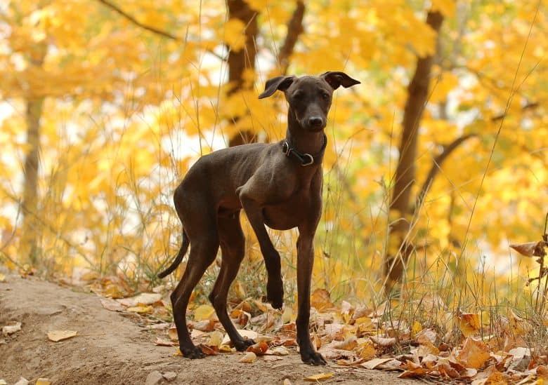 An Italian Greyhound standing in the forest