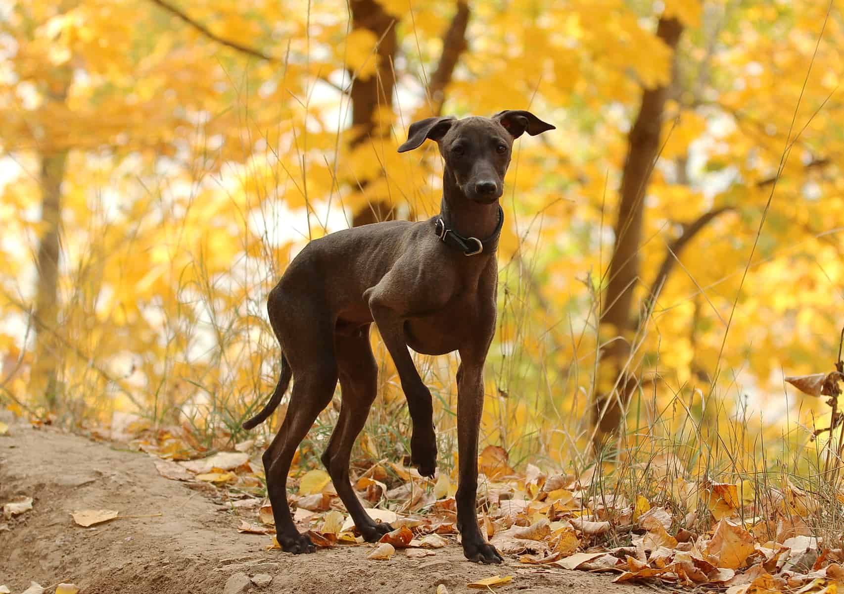 Italian Greyhounds The speedy and charming jester of the dog world