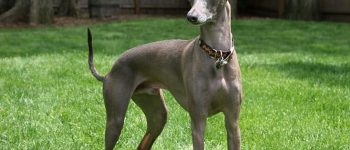 an Italian Greyhound looking majestic while standing