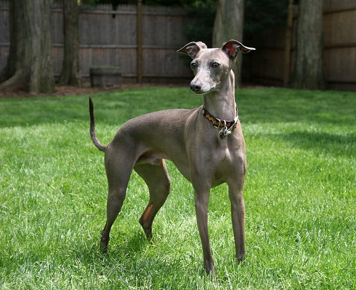 An Italian Greyhound looking majestic while standing