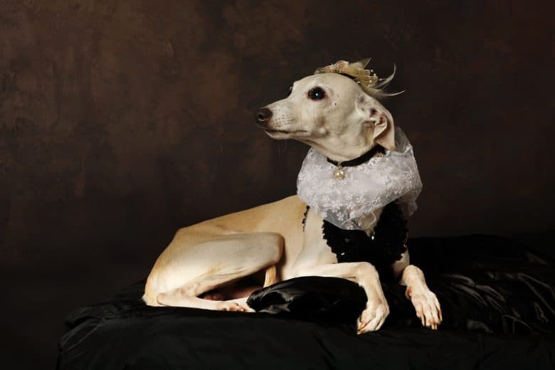 An Italian Greyhound looking sophisticated wearing a crown