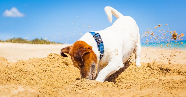 Jack Russell dog digging in the sand