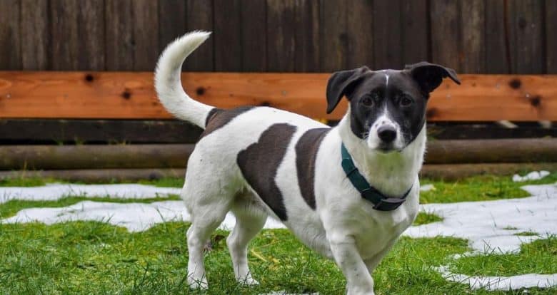 Jack Russell Terrier Lab mix portrait