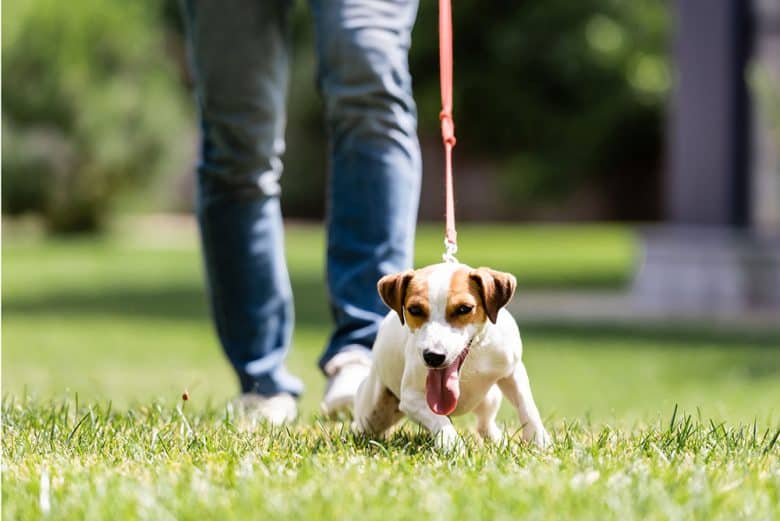 Jack Russell Terrier pulling on the leash