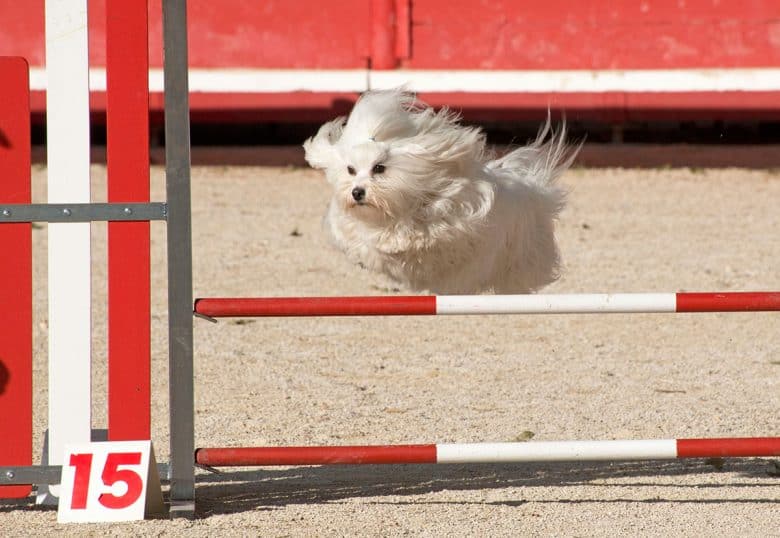 Jumping Maltese dog in an agility competition