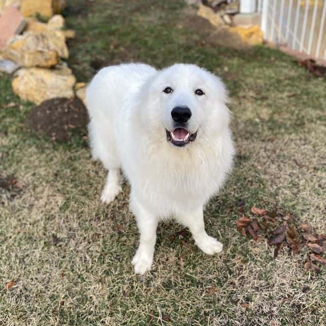 Recently groomed Great Pyrenees dog