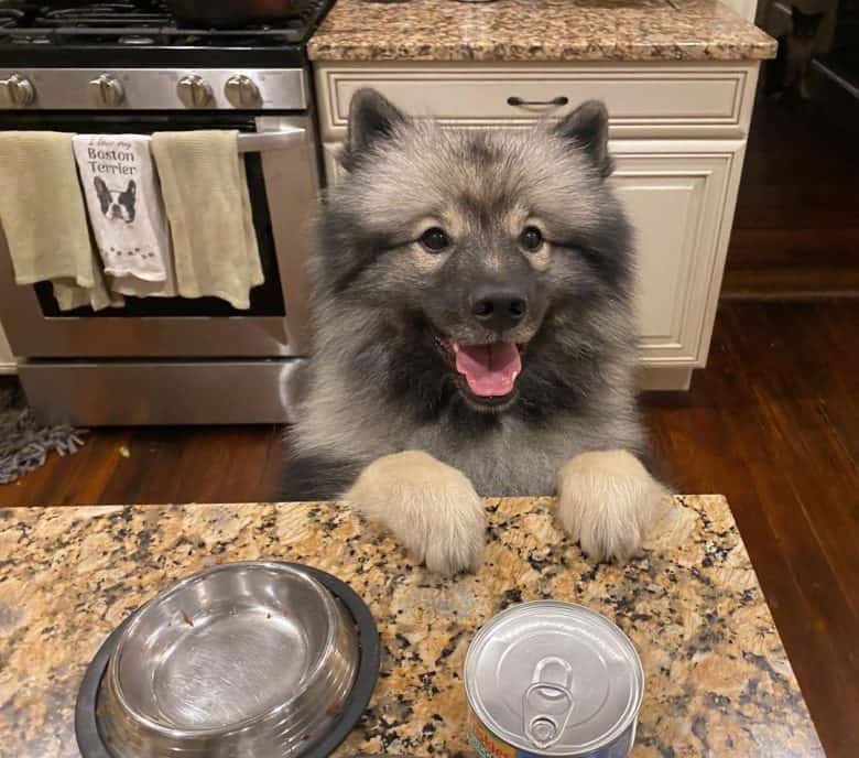Kees giddly waiting for his food while standing up on the countertop