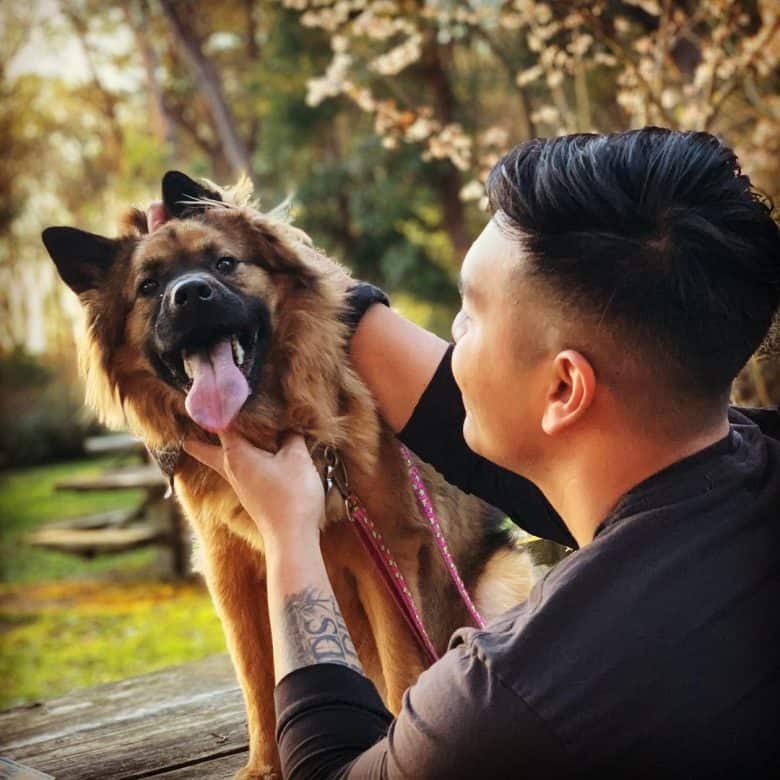 A Keeshond Chow Mix loving the petting from his friend