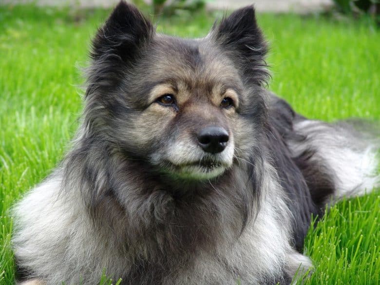 The close-up portrait of Keeshond dog