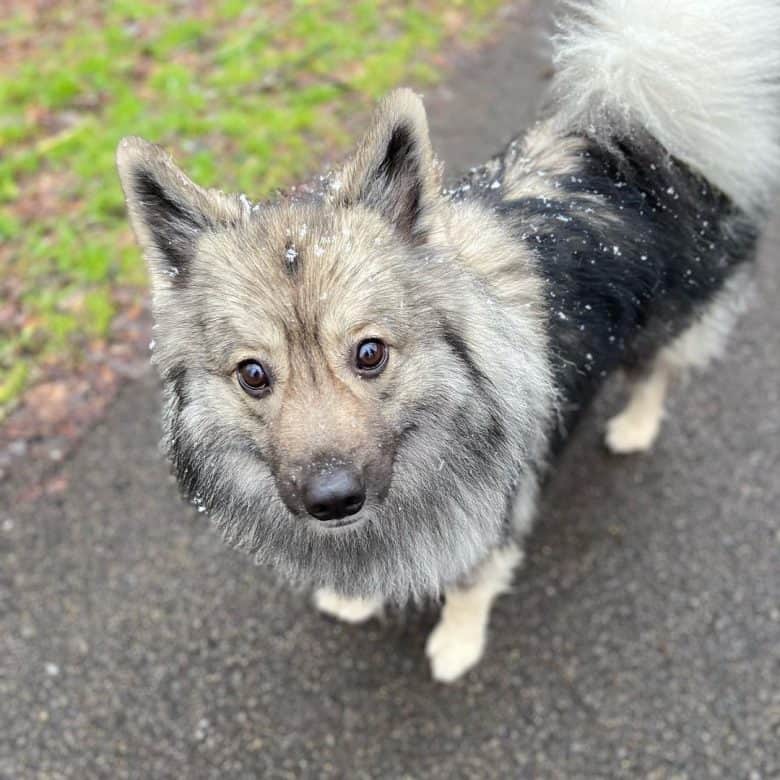 A Keeshond German Shepherd mix outdoors under a snowy day