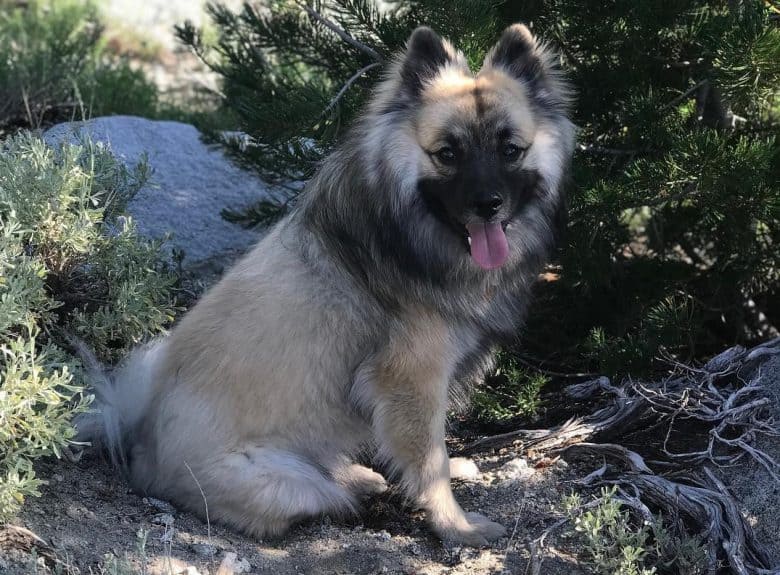 a Keeshond Pomeranian mix sitting in the forest
