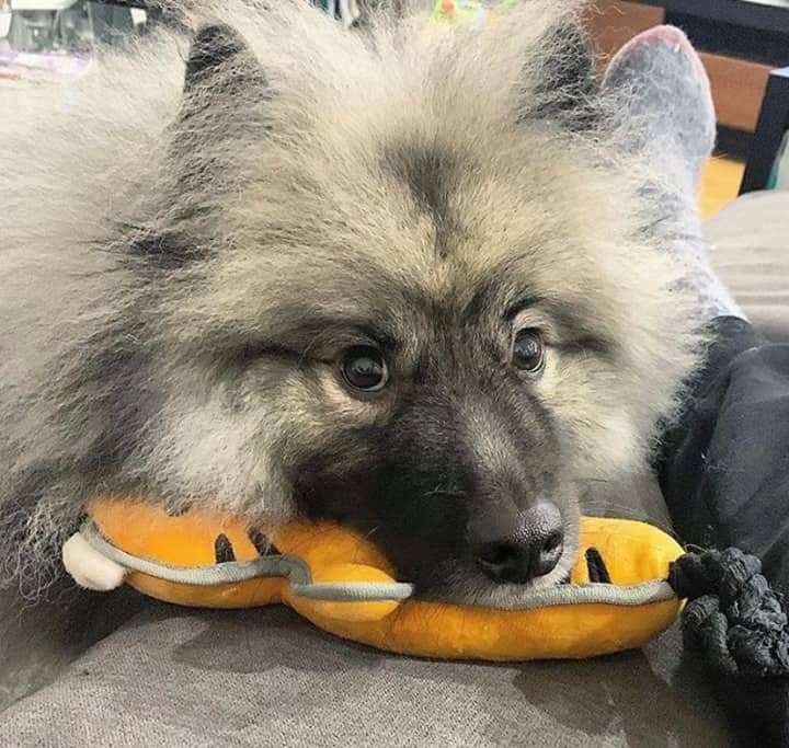 A cute Keeshond puppy laying on a stuff toy