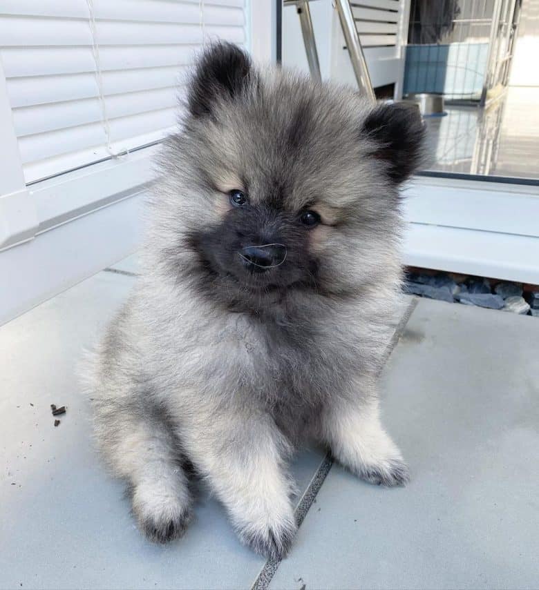 A Keeshond puppy tilting its head and looking curiously