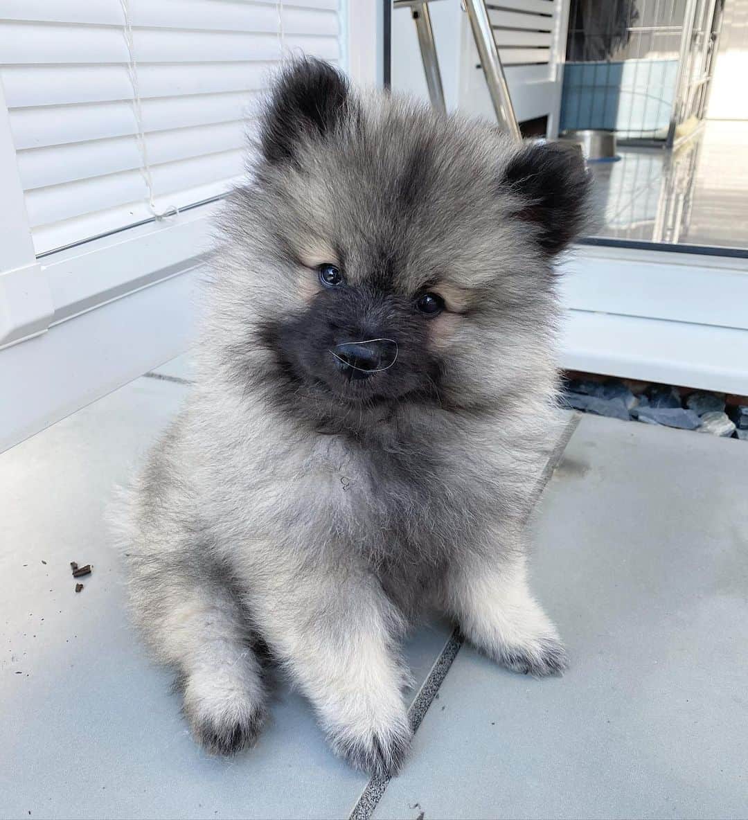 The Keeshond Meet The Ancient Dutch Barge Dog of Your Dreams K9 Web