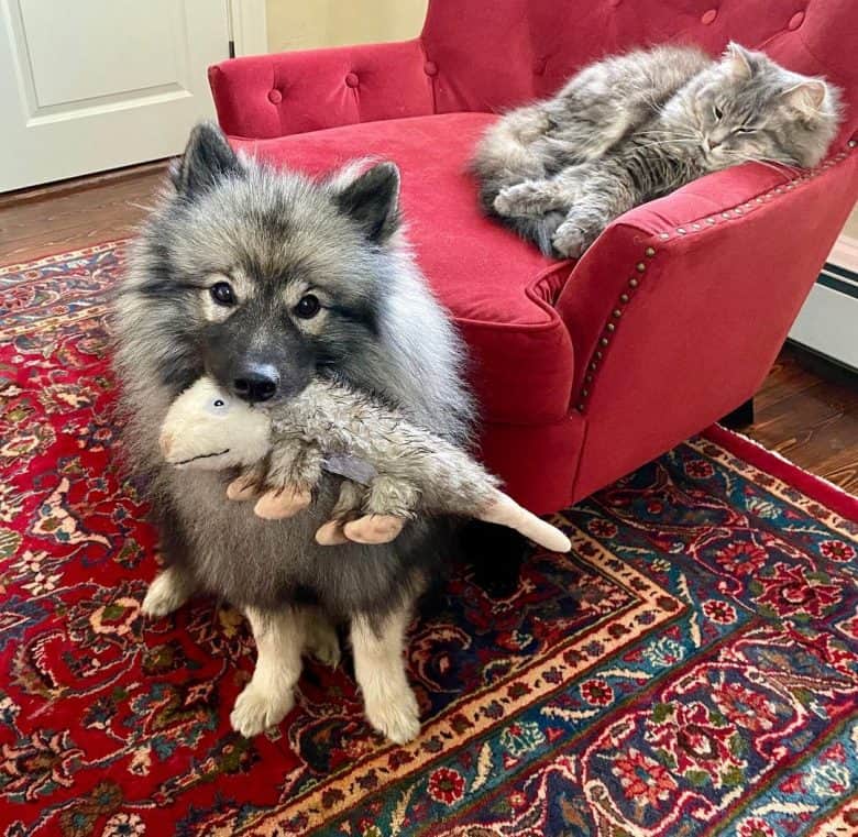 A Keeshonden biting a possum toy