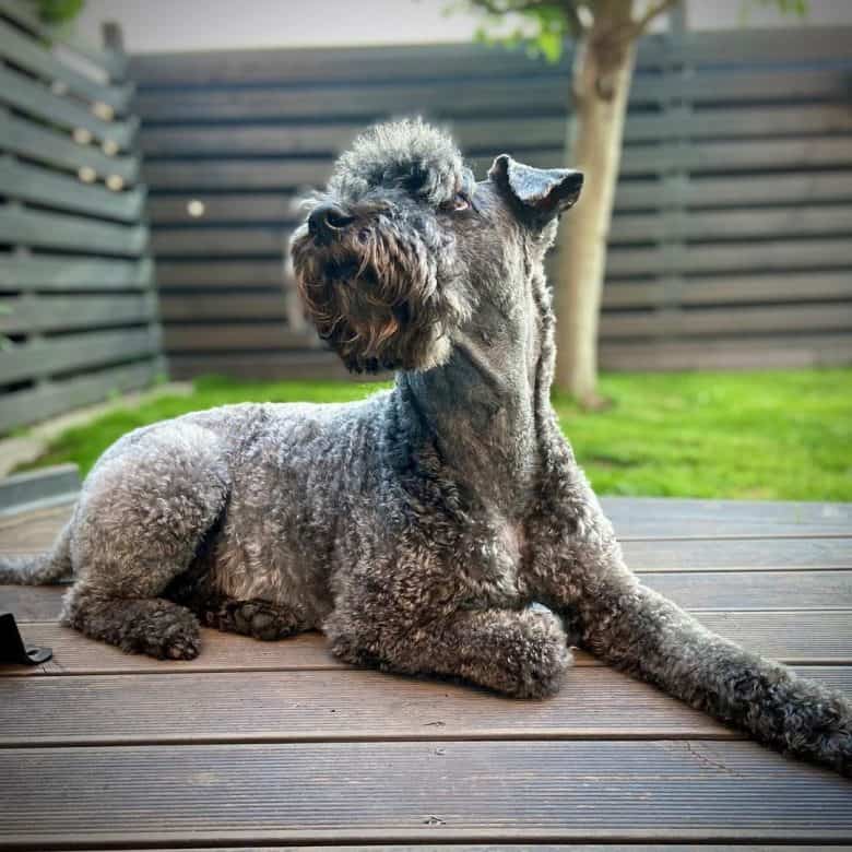 An Irish Blue Terrier looking for her owner