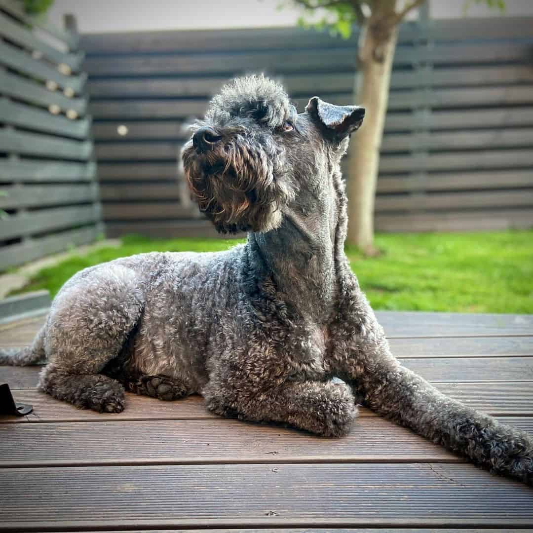Kerry Blue Terrier - Pet Owners Guide on Raising the Pride of Ireland