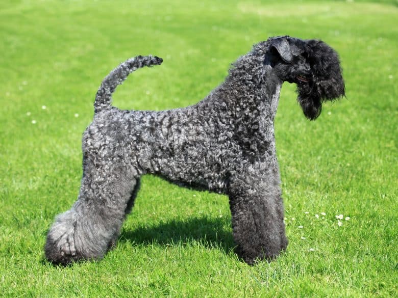 A muscular Kerry Blue Terrier with a curved tail, standing on the grass
