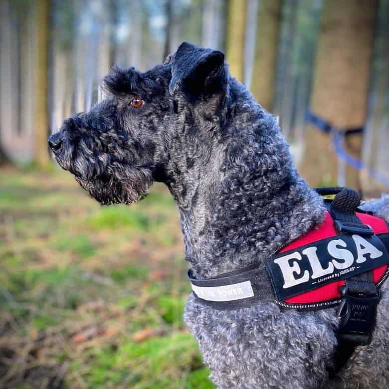 An Irish Blue Terrier outside and enjoying the wilderness