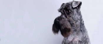 a Kerry Blue Terrier portrait with braided eyebrows
