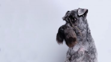 a Kerry Blue Terrier portrait with braided eyebrows