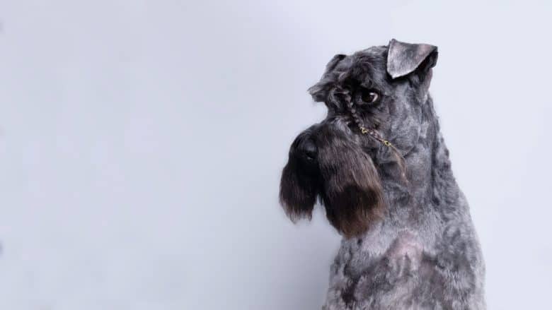 Meet the Kerry Blue Terrier with braided eyebrows