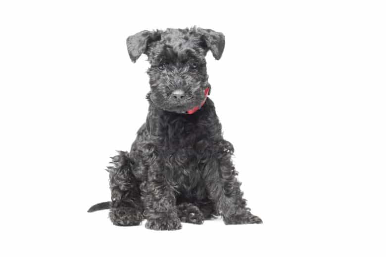 A 7 week old Kerry Blue Terrier puppy sitting