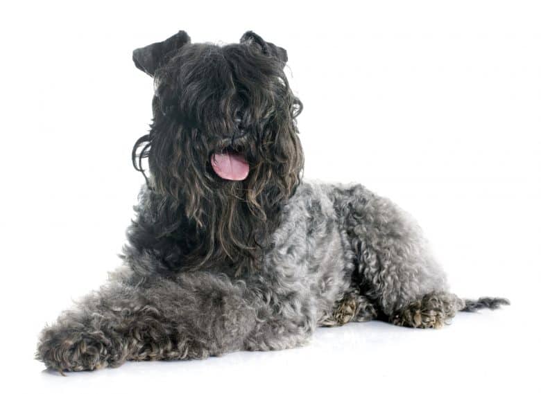 A Kerry Blue Terrier with curly hair smiling and laying down