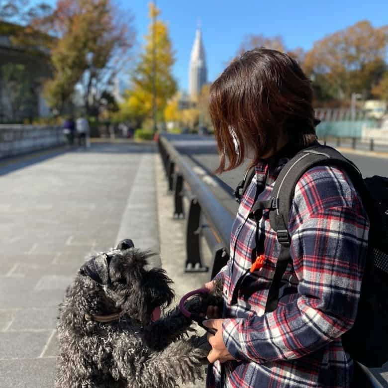 A Kerry Blue Terrier standing on two hands with owner