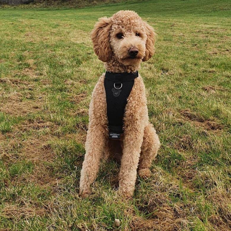 Ein Pudel, der auf Gras sitzt, während er fotografiert wird