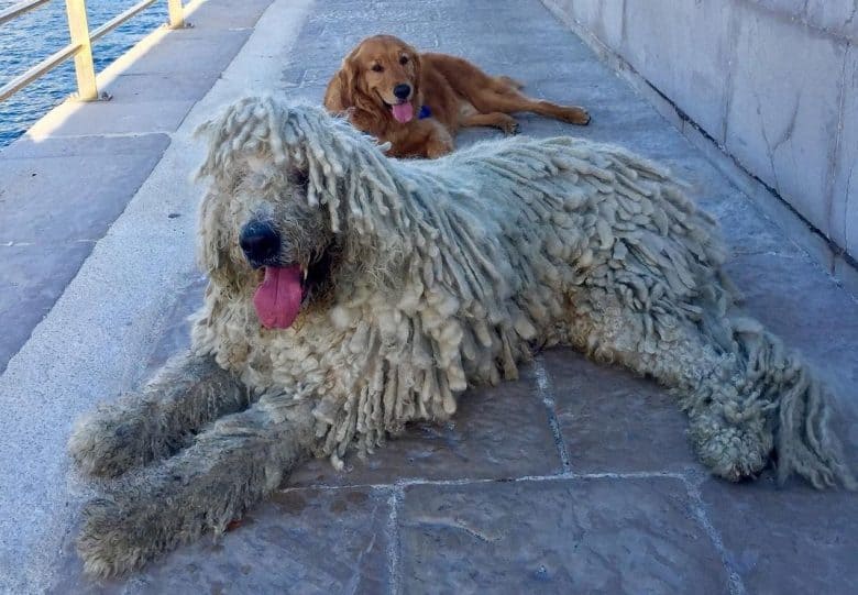 A Komondor and his friend laying comfortably on pavement