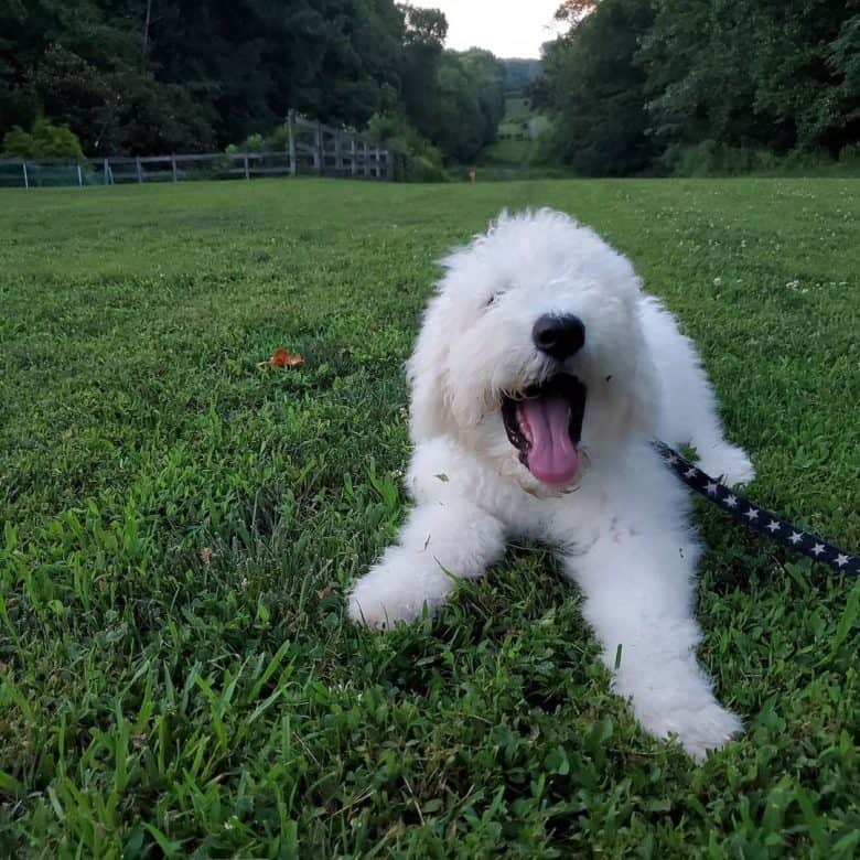 A Komondor puppy smiling while laying on the grass