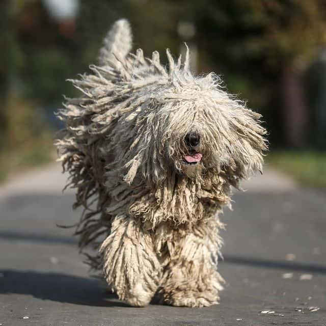a Komondor exercising and running while smiling eyes covered