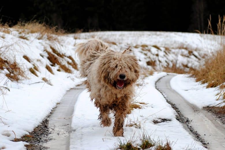 A Komondor Sheepdog running and smiling on the snow