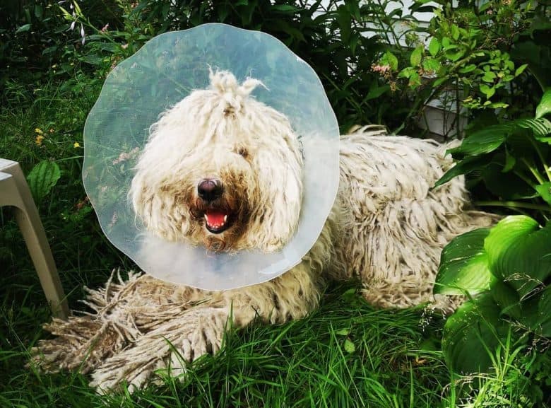 A Komondor wearing a dog cone and smiling