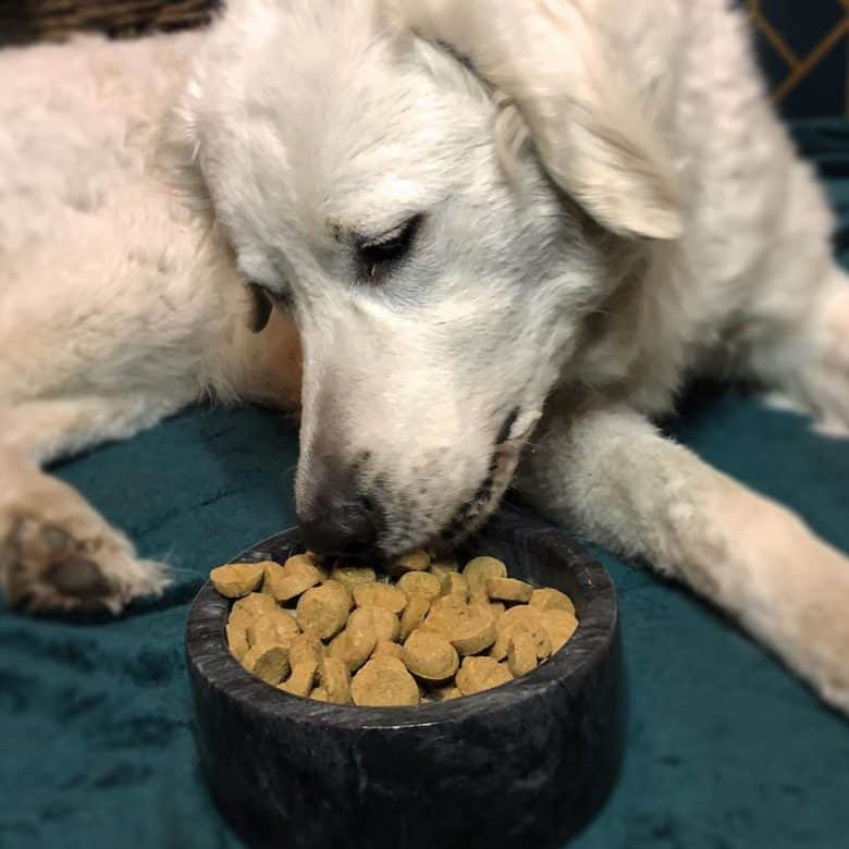 A Kuvasz eating dog food