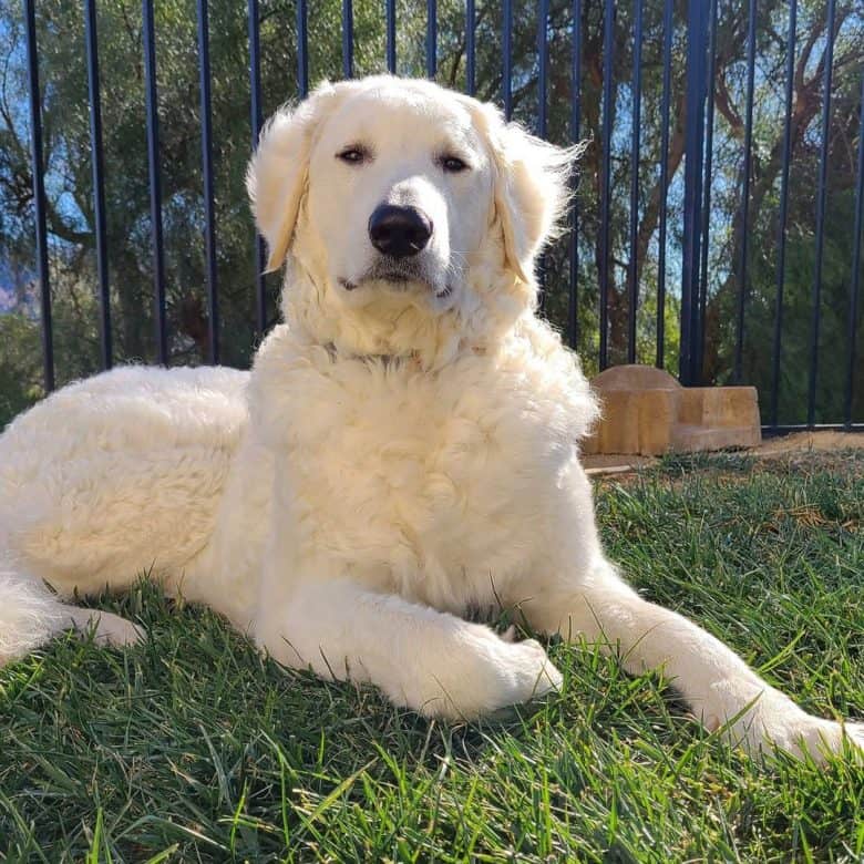 A Kuvasz laying on the grass while wind is blowing