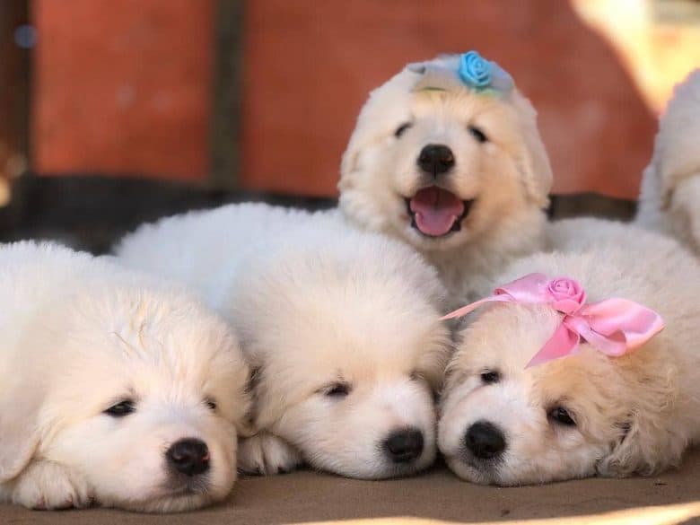 Four charming Kuvasz puppies