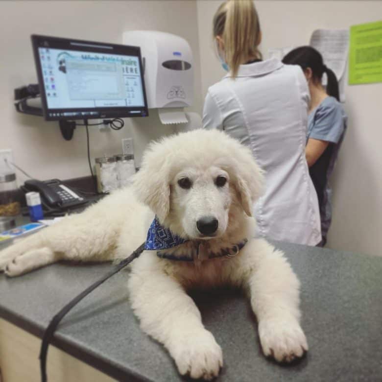 A Kuvasz puppy waiting for vaccination