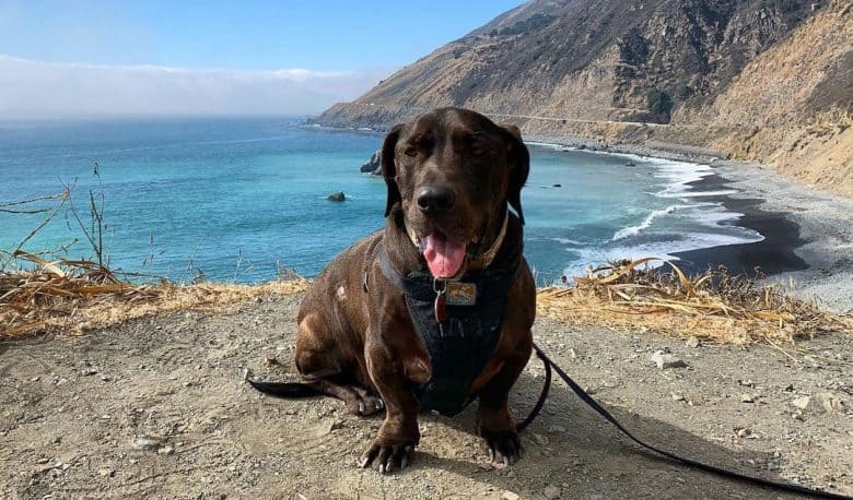 Lab Basset Hound mix sitting in the scenic hills
