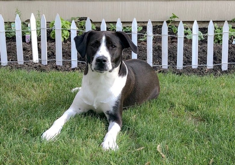 A Lab Collie mix lying on grass