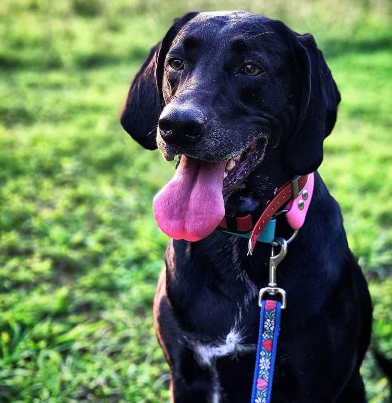 Lab Coonhound mix dog portrait
