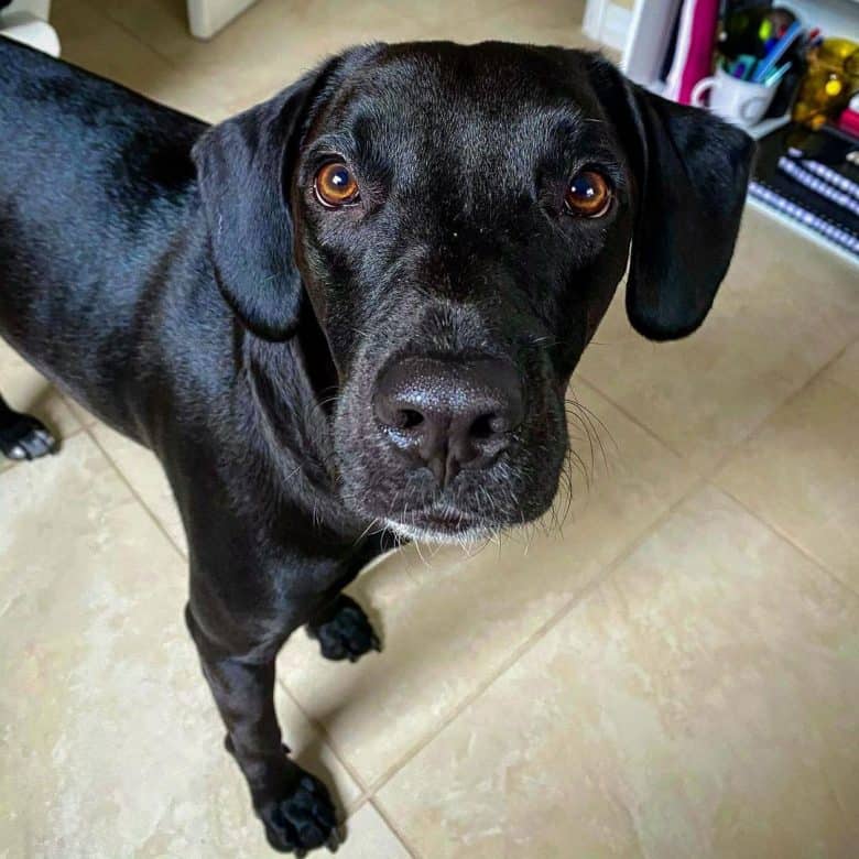 Lab Hound mix looking at the owner