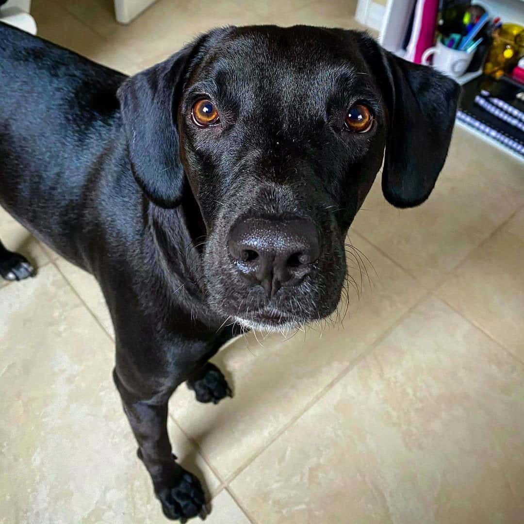 Should I get an energetic Lab Hound mix dog? K9 