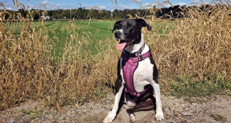 Lab Hound mix sitting near the field