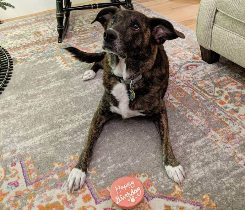Lab Hound mix with his birthday cupcake treat