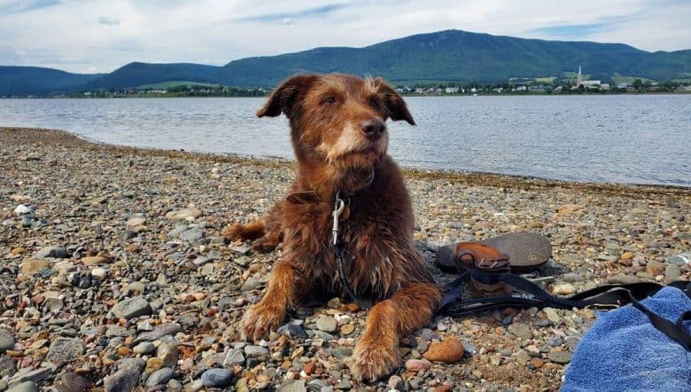 Lab Terrier mix chillin' in the seashore