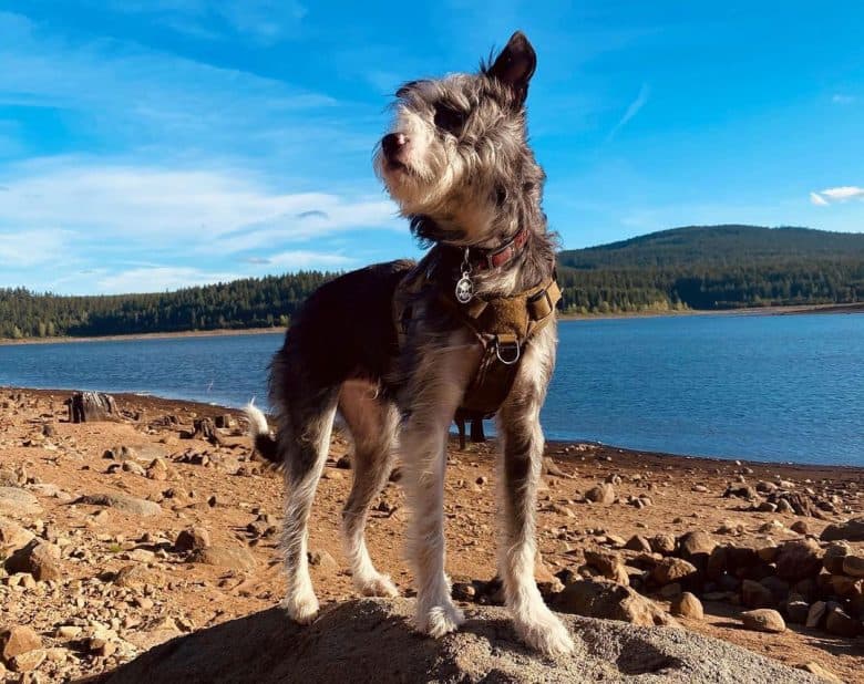 Lab Terrier mix exploring the seashore